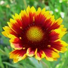 100 Blanket flower seeds