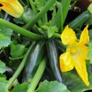 20+Dark Green Zucchini Squash Seeds Courgette Italian Zucchino Vegetable USA