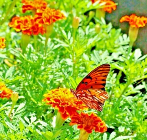 200+ POT MARIGOLD SEEDS