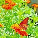 200+ POT MARIGOLD SEEDS
