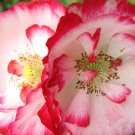 300 Organic Shirley Double mix Poppy seeds