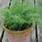 200+ Bouquet Dill Seeds(Anethum graveolens)Fresh Garden Herb USA