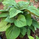 100+Purple Shiso Seeds Purple perilla Zisu Tia To Tim Beefsteak /Sesame leaf USA