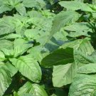300+Green Amaranth Seeds Chinese Spinach Yin Cho Green Edible Vegetable USA