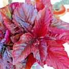 1000+ RED AMARANTH SEEDS VEGETABLE RARE GARDEN