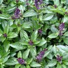 SCARBOROUGH SEEDS Cinnamon Basil 600 Seeds