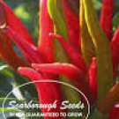 SCARBOROUGH SEEDS
