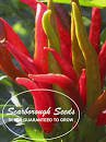 SCARBOROUGH SEEDS