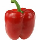 SCARBOROUGH SEEDS GIANT DEEP RED SWEET BELL PEPPER 50 SEEDS