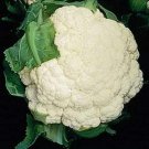 SCARBOROUGH SEEDS Snowball Cauliflower 100 Seeds Heirloom