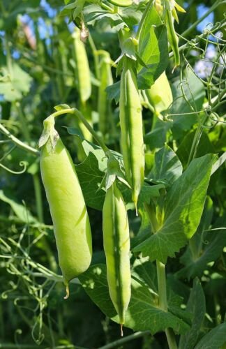 20+Super Sugar Snap Pea Seeds
