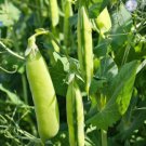 20+Super Sugar Snap Pea Seeds