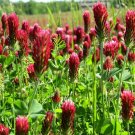 400+ Organic Red Crimson Clover Trifolium Incarnatum Seeds