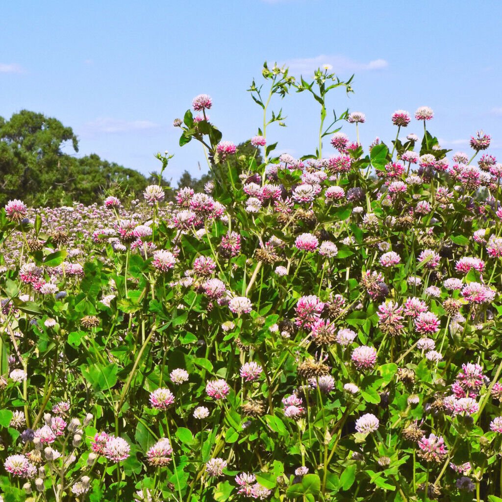 400+ Strawberry Clover Seeds