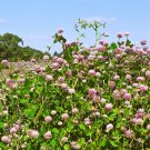 400+ Strawberry Clover Seeds