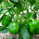 SCARBOROUGH SEEDS GREEN BELL PEPPER CAL WONDER