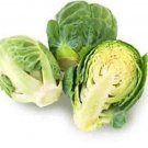 SCARBOROUGH SEEDS Long Island Brussels Sprouts 500 Seeds
