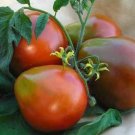 SCARBOROUGH SEEDS Japanese Black Trifele tomato 50 seeds Heirloom Non-GMO-USA