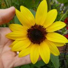 100 Organic Wild Native Annual Sunflower seeds