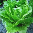 SCARBOROUGH SEEDS Parris Island Romaine Lettuce 1000 Seeds Non-GMO Garden Seeds