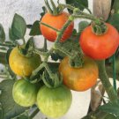 50+ Organics Red Sweetie Cherry Tomato seeds