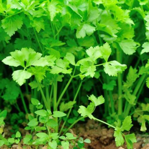 200+ Chinese Celery Seeds