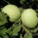 25+Green Flesh Honeydew Melon Seeds(Cucumis melo)Sweet Juicy Fruit Melon USA