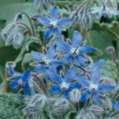 SCARBOROUGH SEEDS BORAGE 75 SEEDS