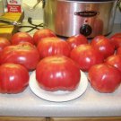 SCARBOROUGH SEEDS RED BRANDYWINE TOMATO 100