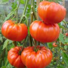 SCARBOROUGH SEEDS Beefsteak Tomato Seeds-ORGANIC -100 SEEDS