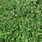 400 Organic Long Scarlet Cincinnati Radish seeds
