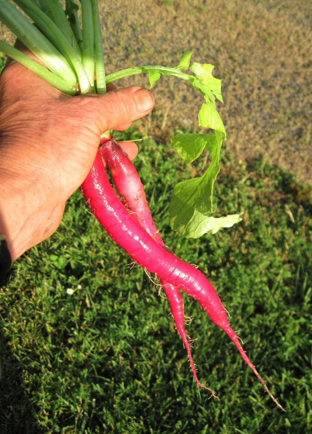 200+Big round leaf spinach Seeds