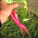 200+Big round leaf spinach Seeds