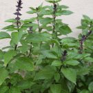 100+ Thai Basil Seeds(Ocimum basilicum)Khmer Chi neang Voang Jiu Ceng Ta USA