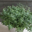 SCARBOROUGH SEEDS 1000 Mint Peppermint herb seeds NON-GMO Heirloom Vegetable !
