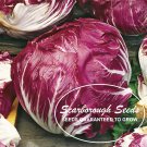 SCARBOROUGH SEEDS RADICCHIO PALLA ROSSA