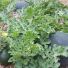 25+Sugar Baby Watermelon Seeds