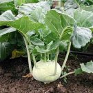 SCARBOROUGH SEEDS White Vienna Kohlrabi Seeds