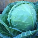 SCARBOROUGH SEEDS Golden Acre Cabbage 500 Seeds