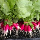 300 Organic French Breakfast Radish seeds
