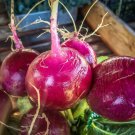 400 Organic Purple Plum Radish seeds