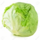 SCARBOROUGH SEEDS Iceberg Lettuce 1000 Seeds