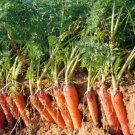 600+Carrot Seeds Tendersweet Carrot Sweetest Great Tasting Garden Vegetable USA