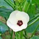 50+ Okra Seeds Emerald Okra Vegetable Fresh Garden Seeds