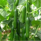 SCARBOROUGH SEEDS Persian / Lebanese Cucumber (Beit Alpha) 50 Seeds, Non-GMO USA