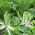 200+ Chinese Cabbage Seeds Michihili Heading Cabbage(Brassica rapa) Bok Choy USA