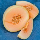 100 Organic Orange Flesh Honey Dew Seeds