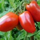 SCARBOROUGH SEEDS San Marzano Tomato 100 Seeds