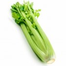SCARBOROUGH SEEDS Tall Utah Celery 1000 Seeds