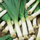 SCARBOROUGH SEEDS LARGE AMERICAN FLAG LEEK 500 SEEDS